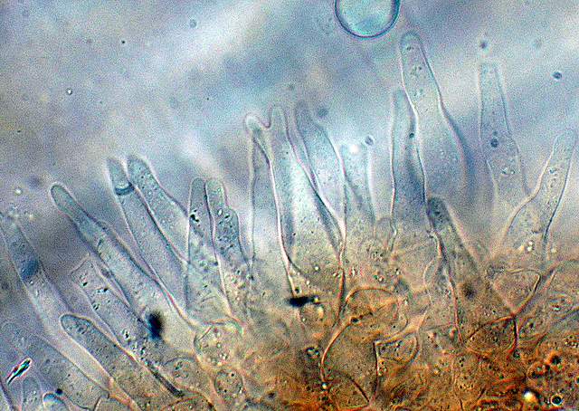 Galerina da deteminare n�11.